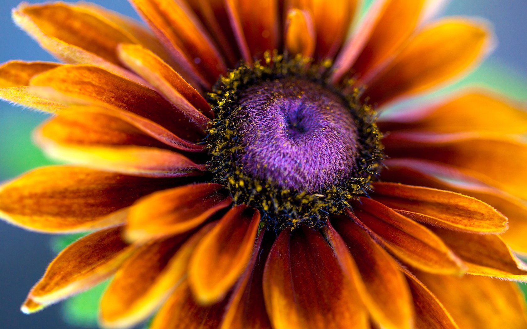 Обои цветы, макро, лепестки, тычинки, эхинацея, рудбекия, flowers, macro, petals, stamens, echinacea, rudbeckia разрешение 2048x1152 Загрузить