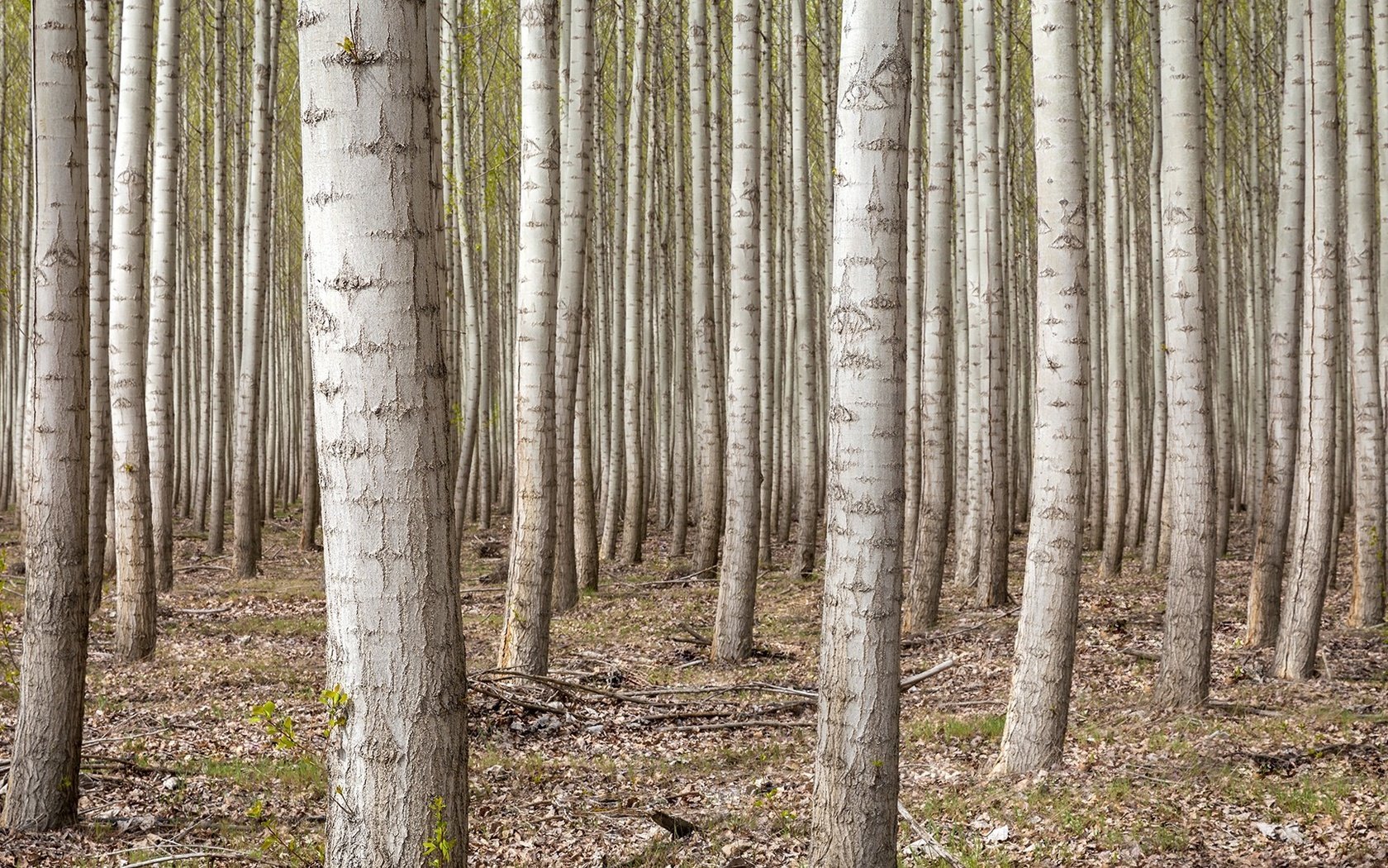 Обои деревья, лес, березы, сша, роща, орегон, trees, forest, birch, usa, grove, oregon разрешение 1920x1080 Загрузить