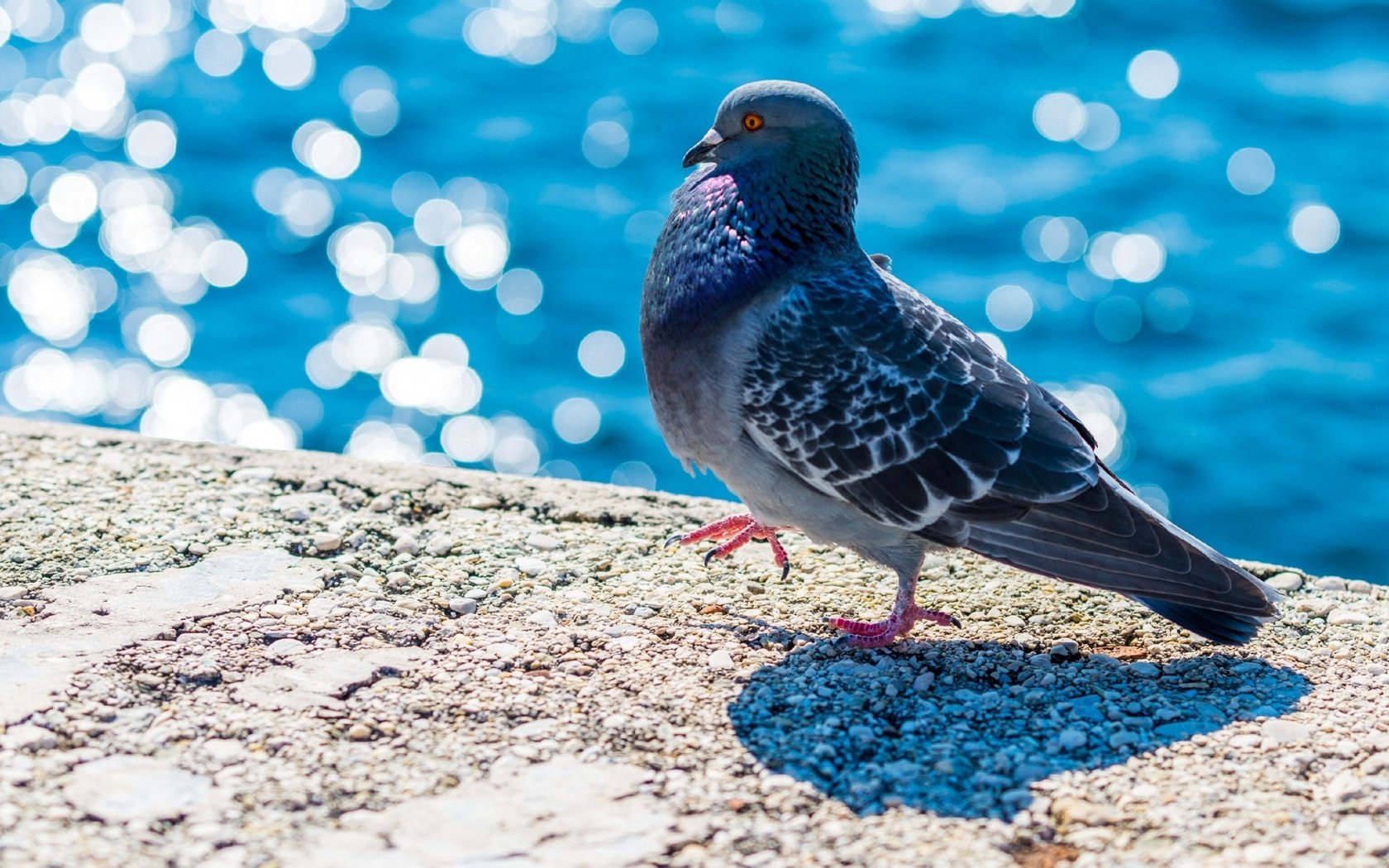 Обои вода, набережная, птица, клюв, перья, голубь, боке, water, promenade, bird, beak, feathers, dove, bokeh разрешение 2560x1440 Загрузить