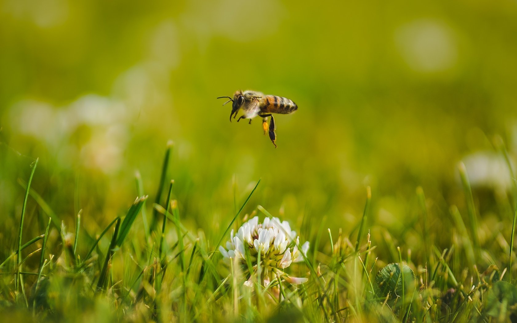 Обои цветы, трава, клевер, макро, насекомое, пчела, flowers, grass, clover, macro, insect, bee разрешение 2401x1501 Загрузить