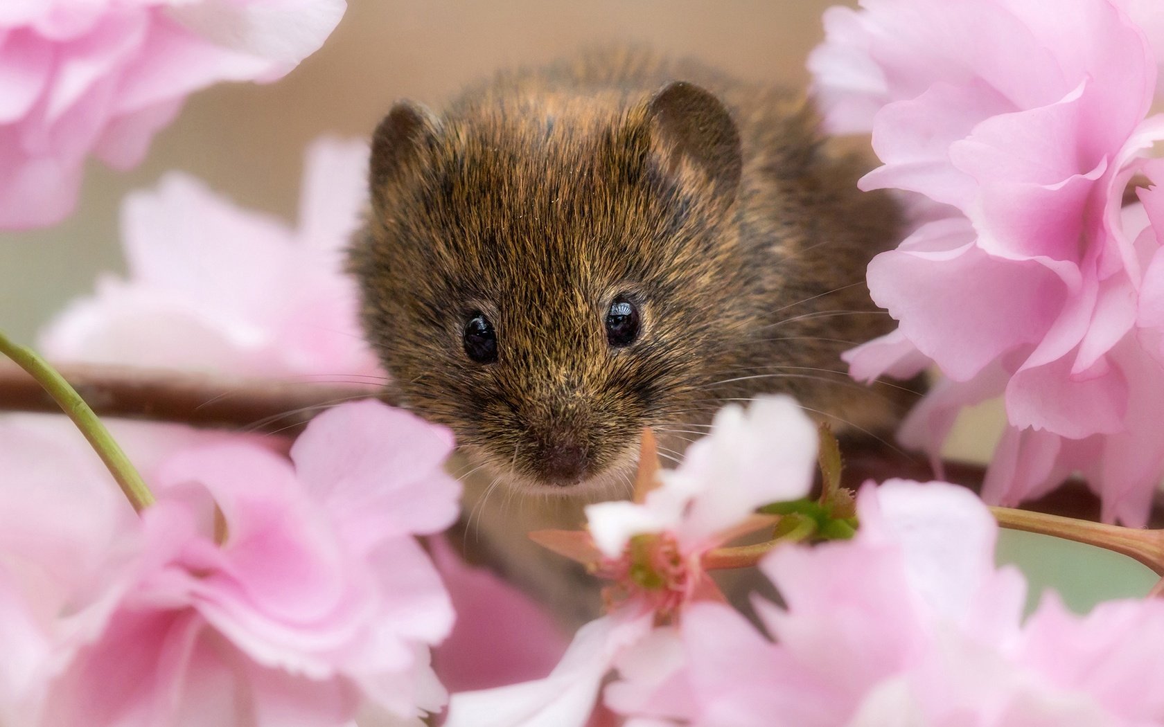 Обои ветка, цветение, взгляд, сакура, мышь, мышка, цветки, грызун, branch, flowering, look, sakura, mouse, flowers, rodent разрешение 2000x2000 Загрузить