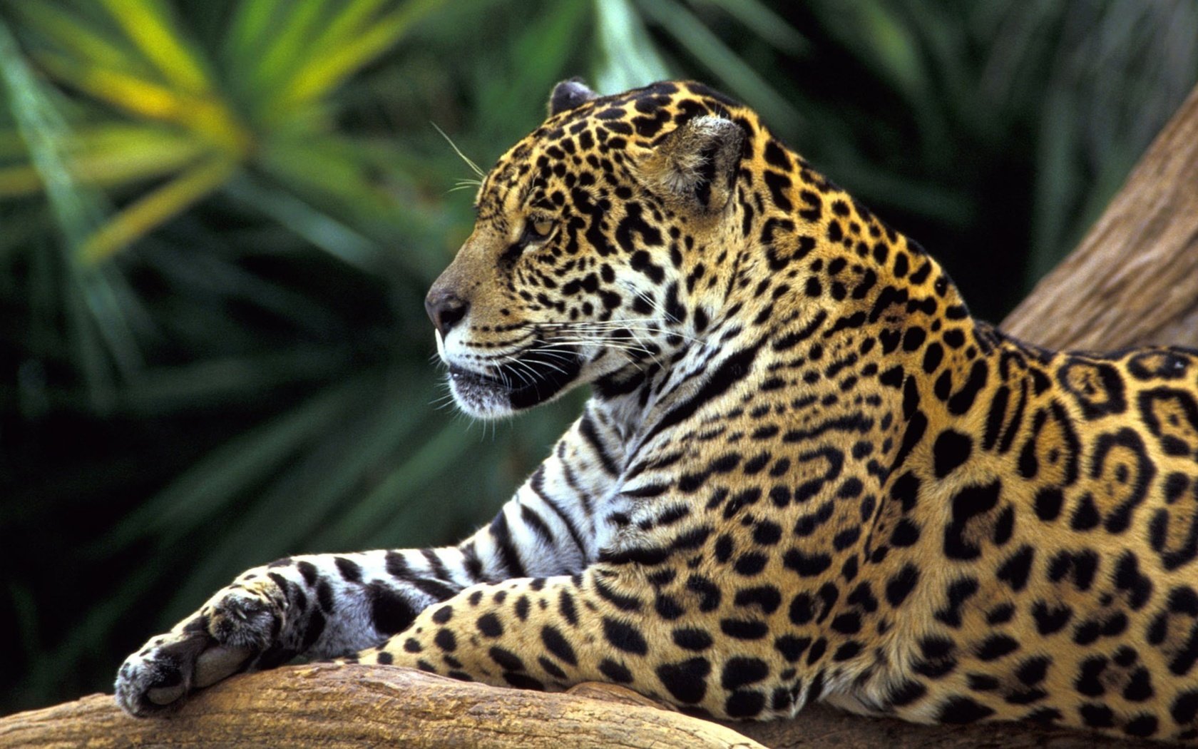 Обои морда, ч, животные, взгляд, хищник, ягуар, бразилия, дикая кошка, тропический лес, face, h, animals, look, predator, jaguar, brazil, wild cat, rainforest разрешение 4096x2160 Загрузить