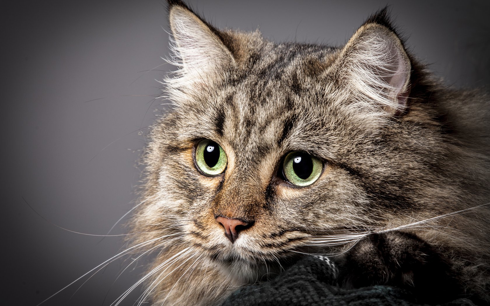 Обои кот, мордочка, усы, кошка, взгляд, зеленые глаза, cat, muzzle, mustache, look, green eyes разрешение 3818x2863 Загрузить