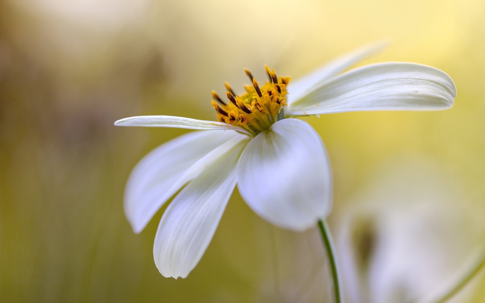 Обои цветок, лепестки, боке, космея, flower, petals, bokeh, kosmeya разрешение 2048x1365 Загрузить