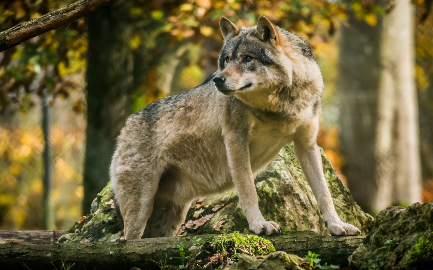 Обои морда, лес, взгляд, хищник, волк, face, forest, look, predator, wolf разрешение 2048x1152 Загрузить