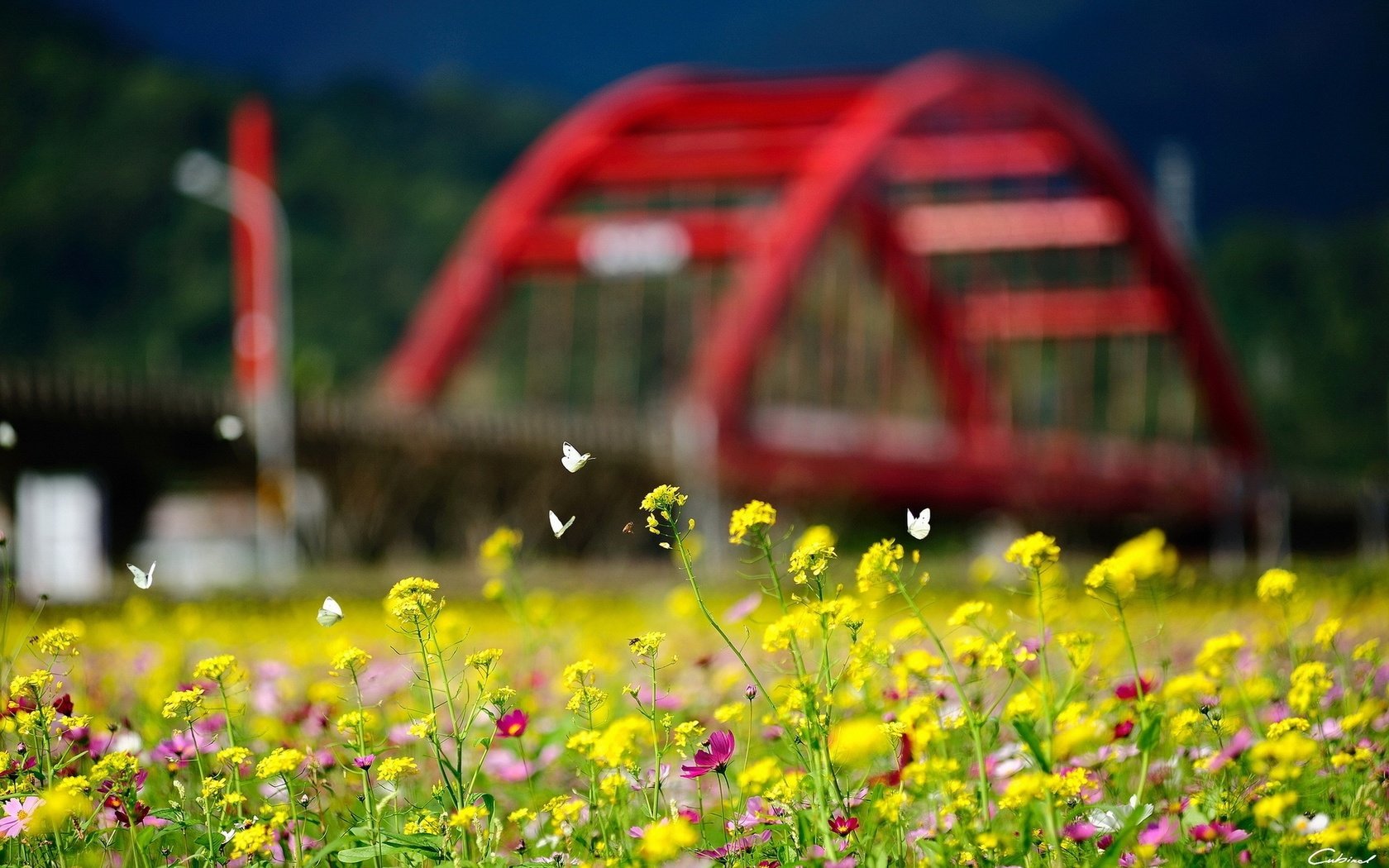 Обои цветы, природа, лето, насекомые, бабочки, боке, желтые цветы, flowers, nature, summer, insects, butterfly, bokeh, yellow flowers разрешение 1920x1200 Загрузить