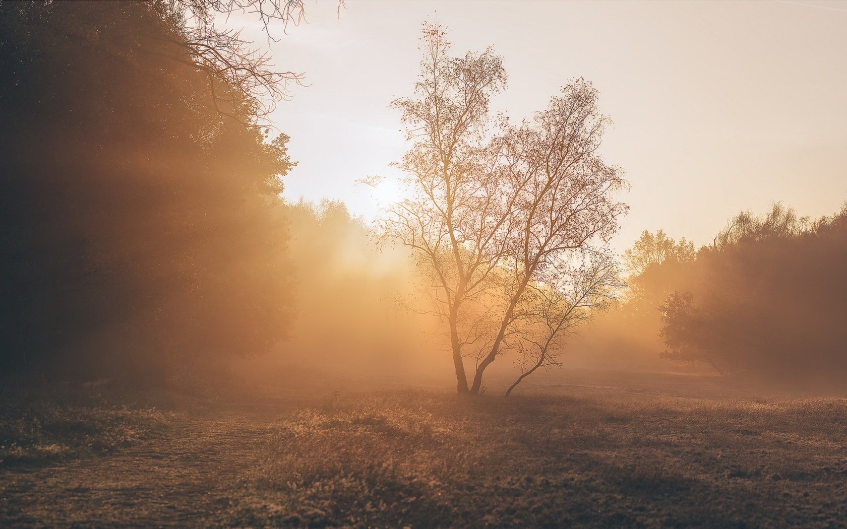 Обои свет, деревья, растения, пейзаж, парк, утро, light, trees, plants, landscape, park, morning разрешение 1971x1121 Загрузить