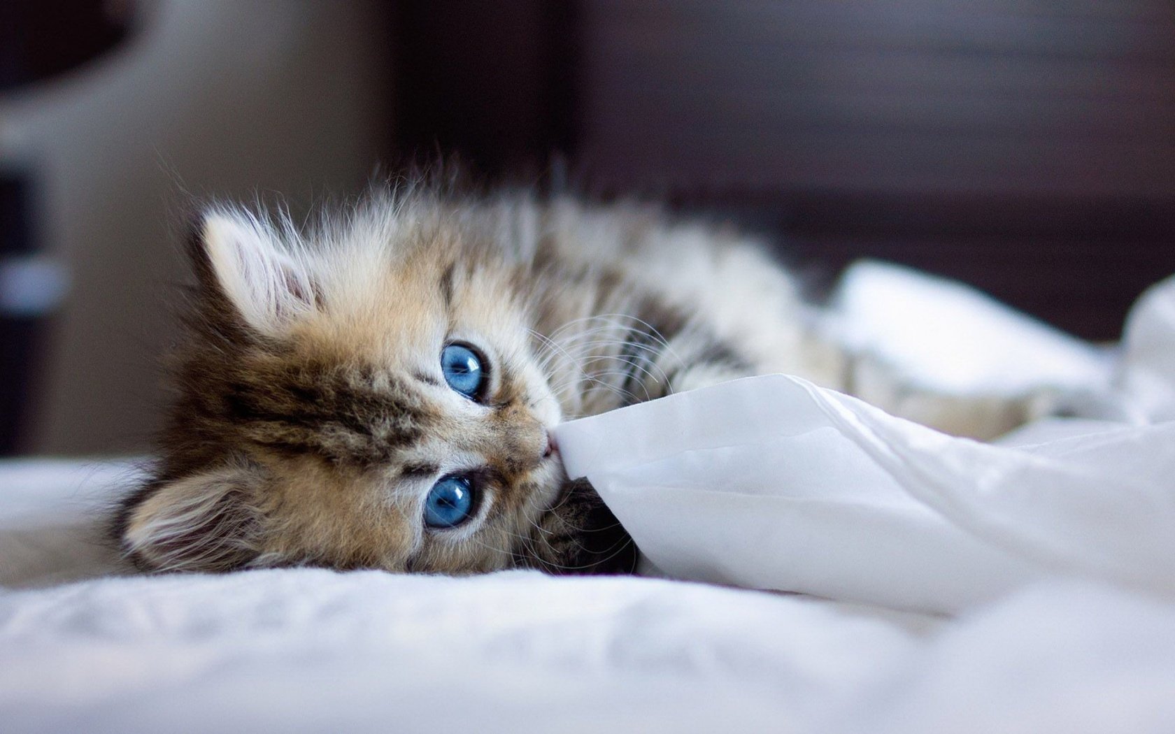 Обои кошка, взгляд, котенок, голубые глаза, cat, look, kitty, blue eyes разрешение 1920x1200 Загрузить