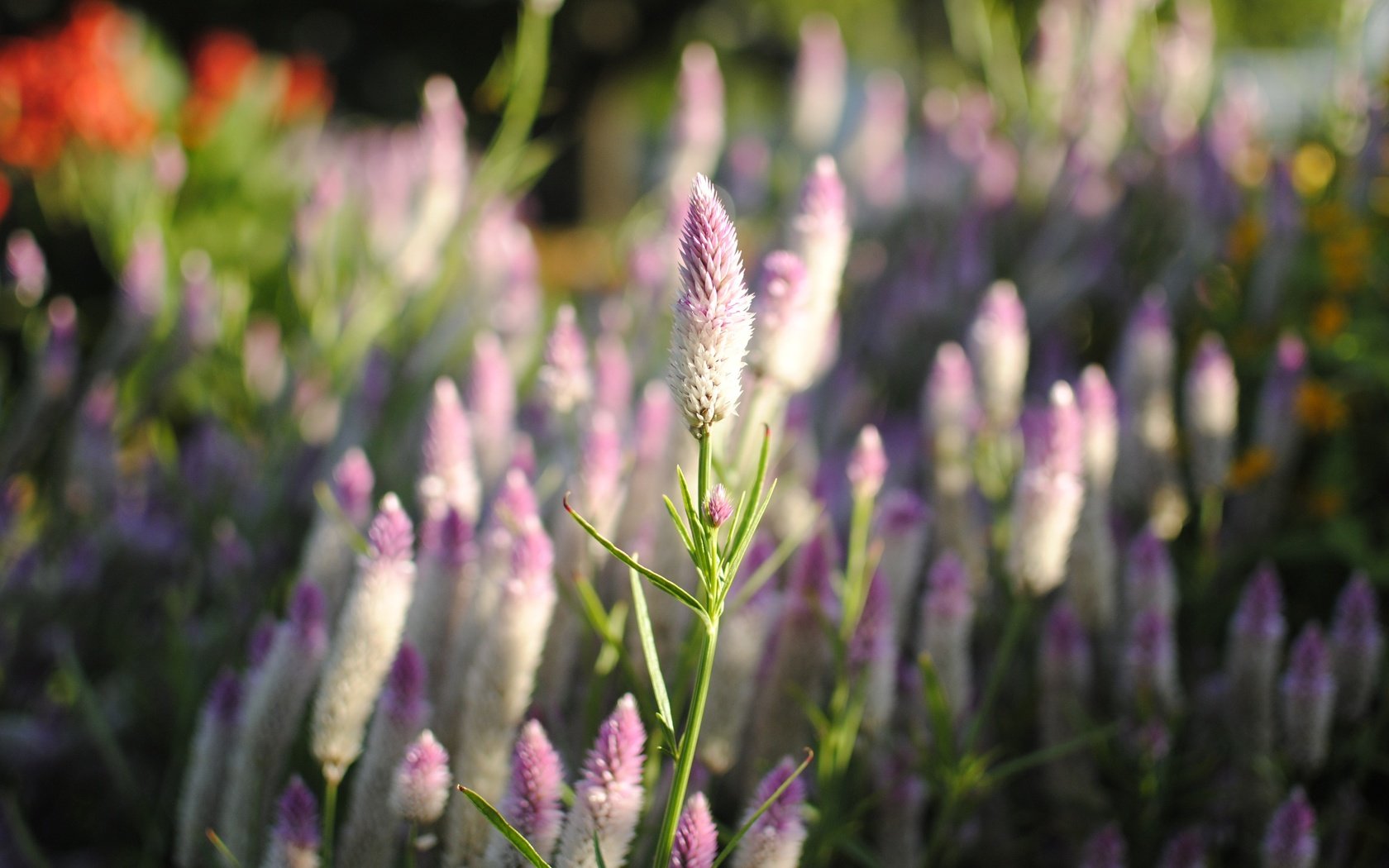 Обои цветы, природа, размытость, луг, целозия, flowers, nature, blur, meadow разрешение 3872x2592 Загрузить