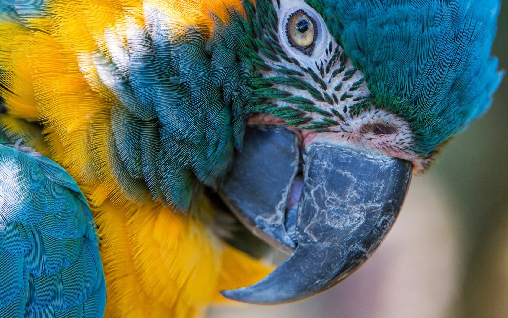 Обои макро, птица, клюв, перья, попугай, ара, сине-жёлтый ара, macro, bird, beak, feathers, parrot, ara, blue-and-yellow macaw разрешение 2574x1600 Загрузить