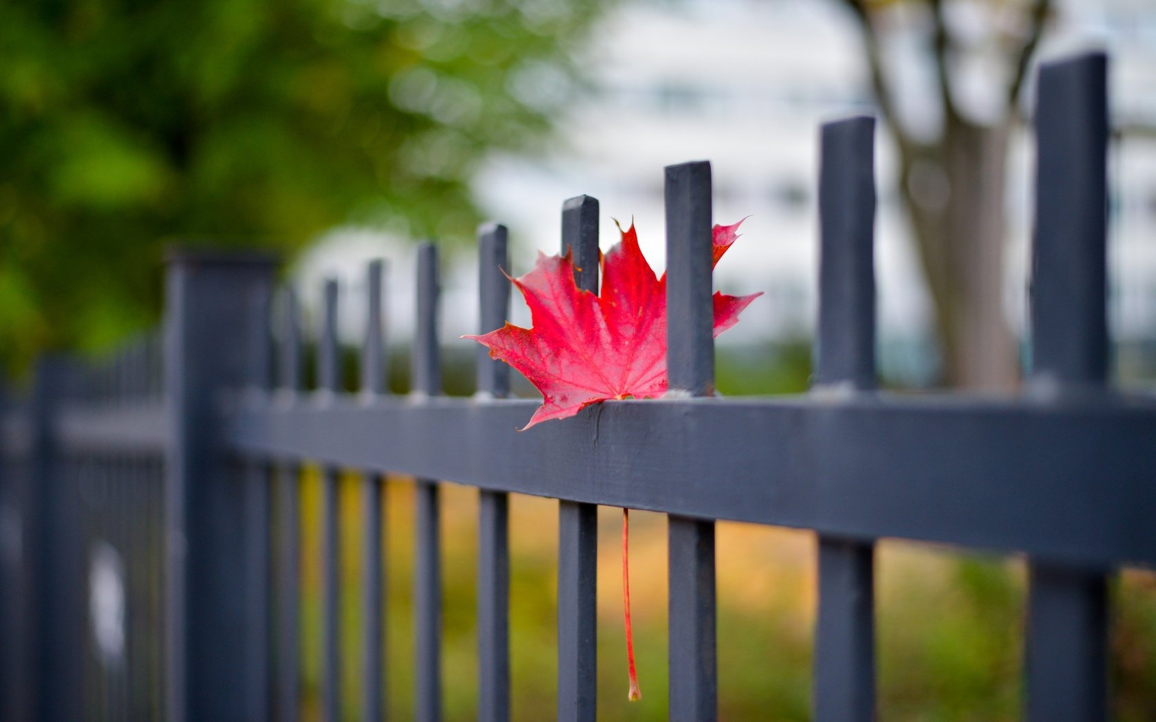 Обои осень, забор, лист, кленовый лист, autumn, the fence, sheet, maple leaf разрешение 4000x2670 Загрузить