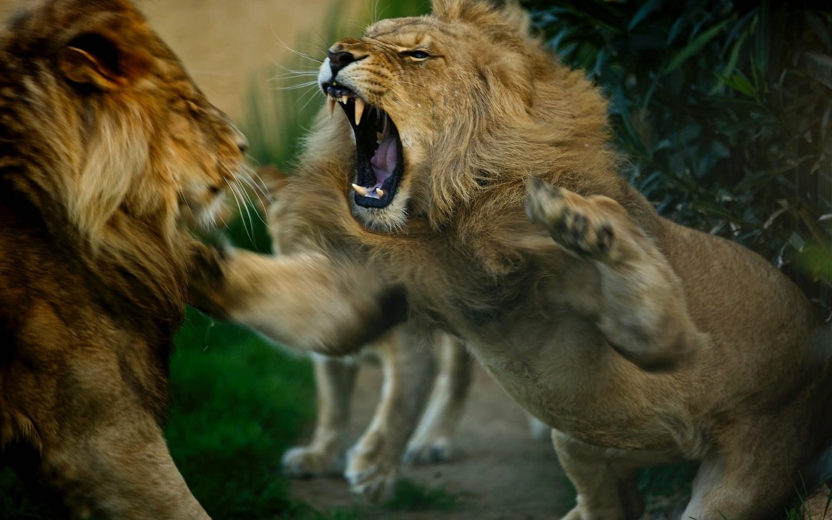 Обои животные, львы, разборки, хищники, драка, animals, lions, showdown, predators, fight разрешение 2048x1247 Загрузить