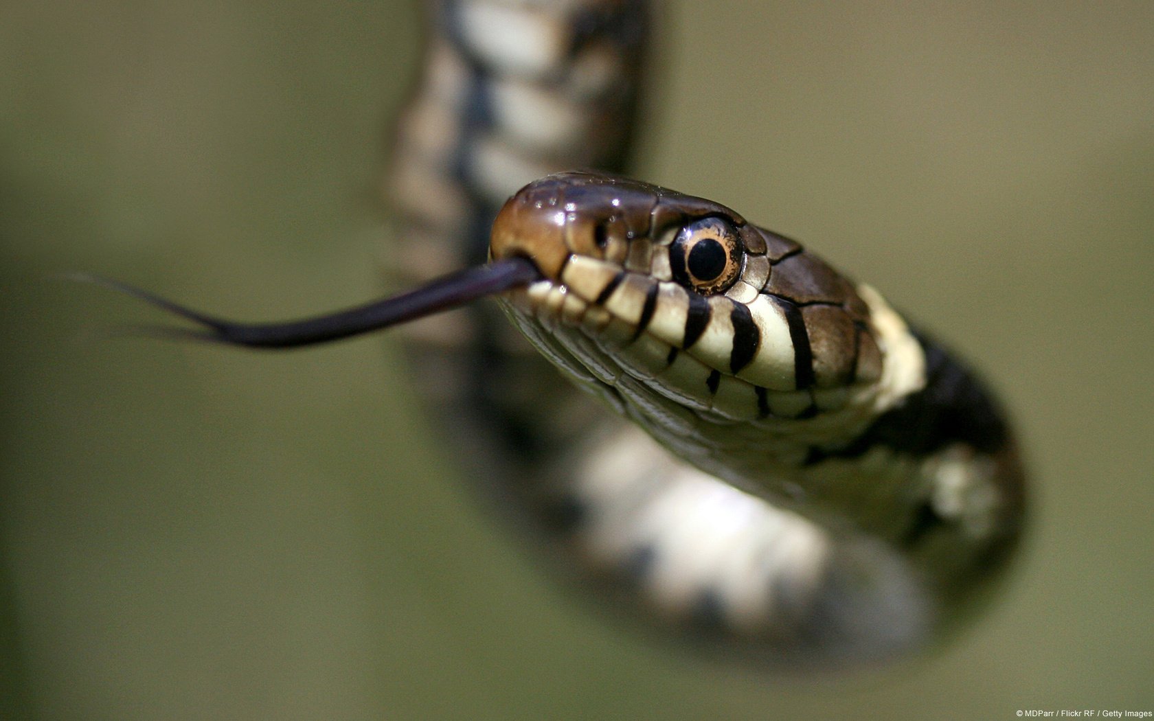 Обои макро, змея, язык, рептилия, жало, песчаная змея, macro, snake, language, reptile, sting, sand snake разрешение 1920x1200 Загрузить