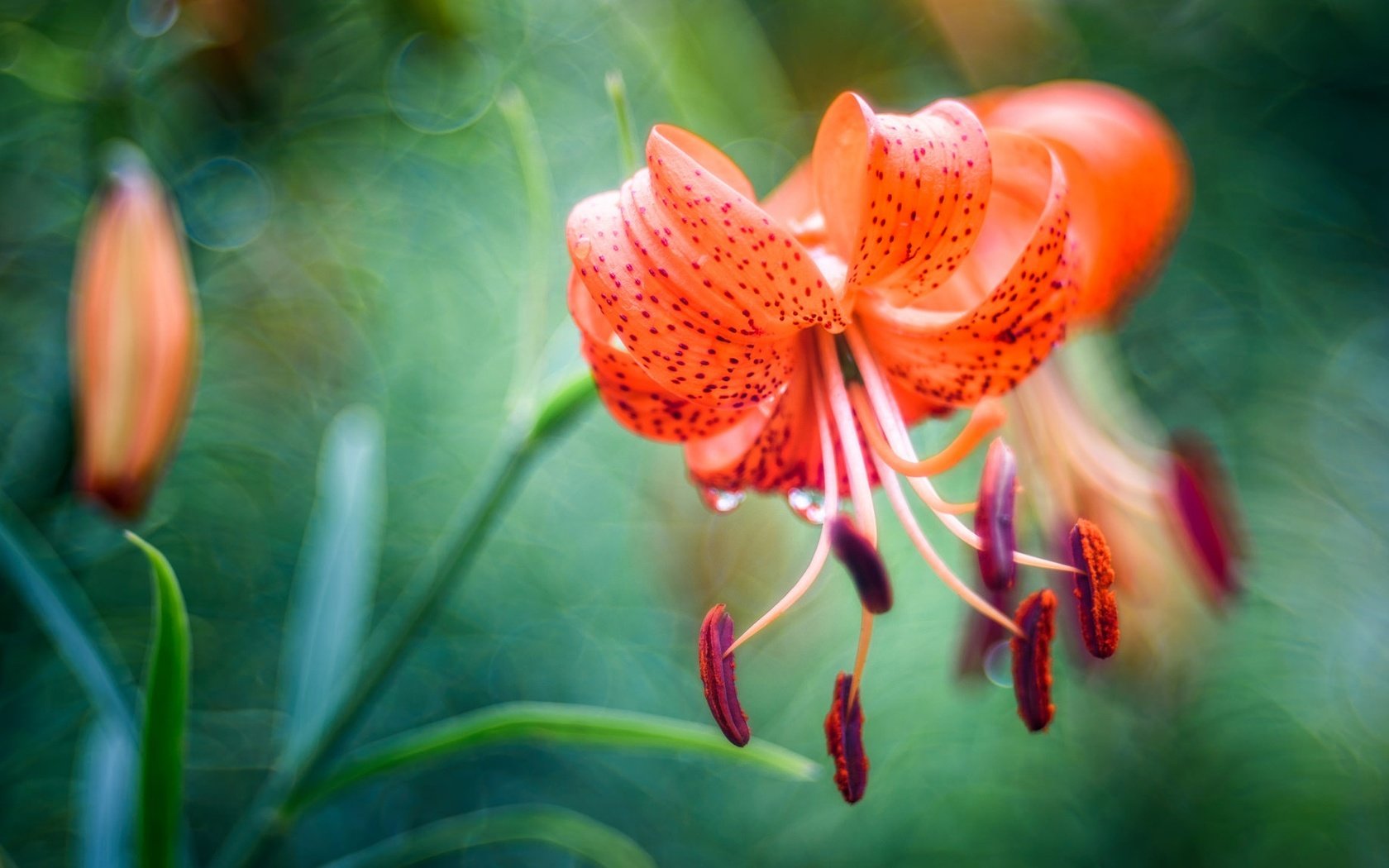 Обои цветы, тычинки, размытость, лилия, боке, flowers, stamens, blur, lily, bokeh разрешение 2048x1152 Загрузить