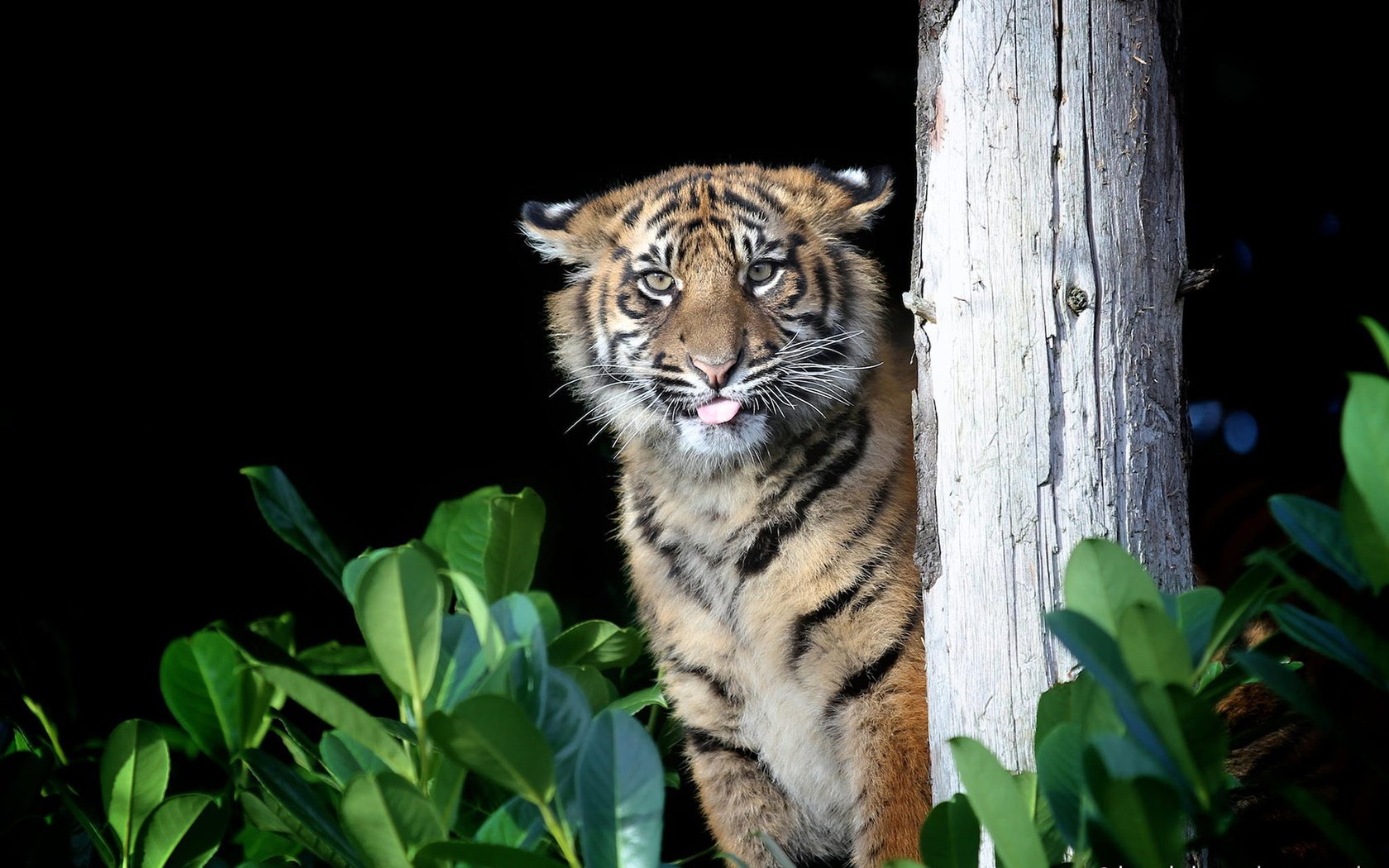 Обои тигр, хищник, большая кошка, gary brookshaw, tiger, predator, big cat разрешение 1920x1200 Загрузить