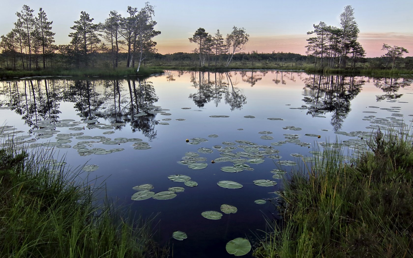 Обои трава, деревья, озеро, природа, отражение, утро, горизонт, grass, trees, lake, nature, reflection, morning, horizon разрешение 2560x1694 Загрузить