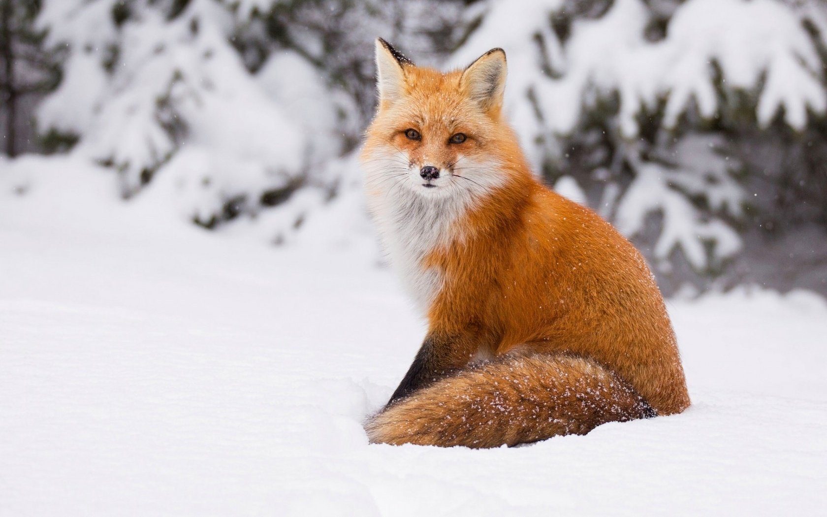 Обои снег, зима, лиса, лисица, хвост, snow, winter, fox, tail разрешение 1920x1200 Загрузить
