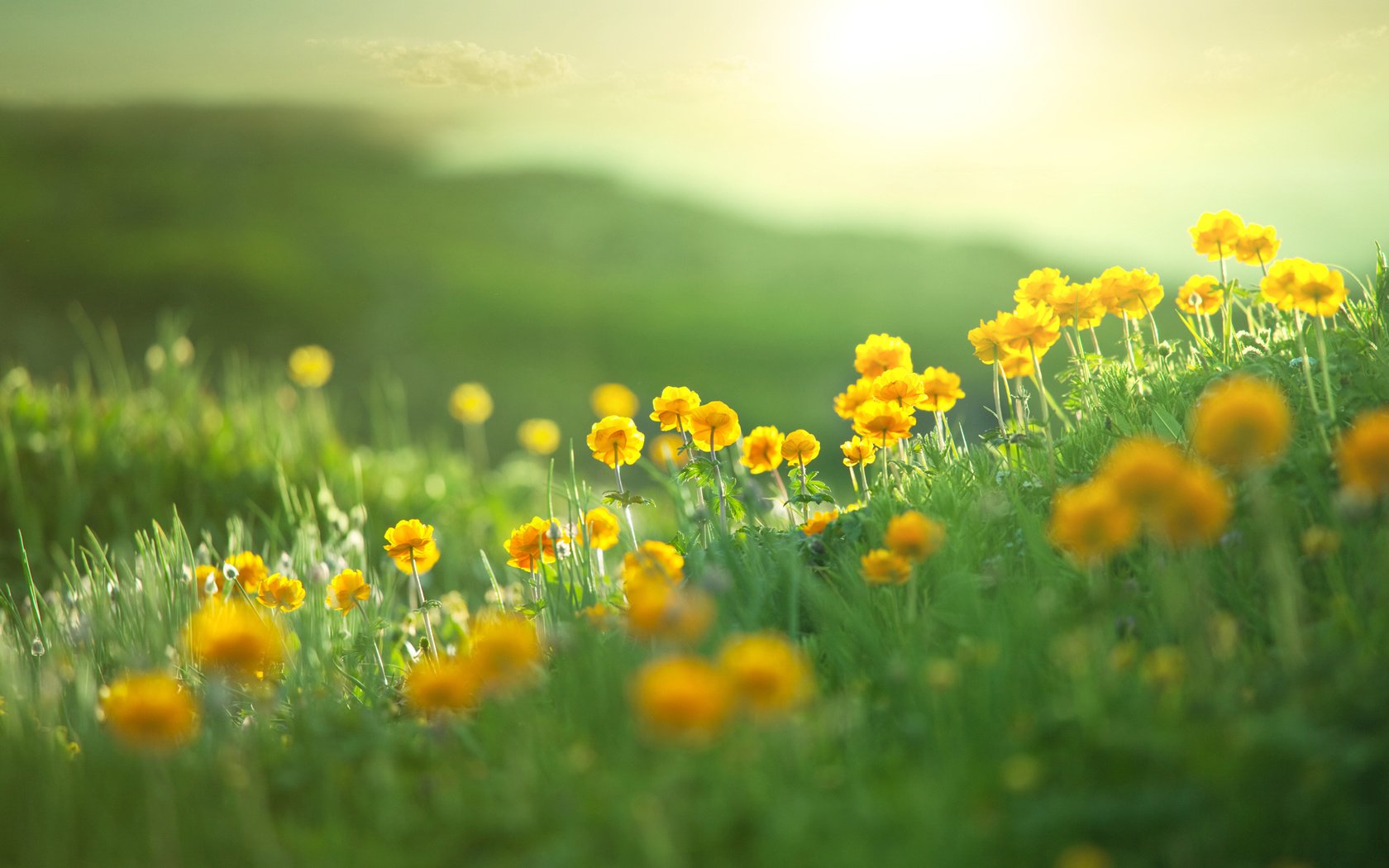 Обои цветы, холмы, природа, пейзаж, поле, лето, flowers, hills, nature, landscape, field, summer разрешение 2560x1600 Загрузить