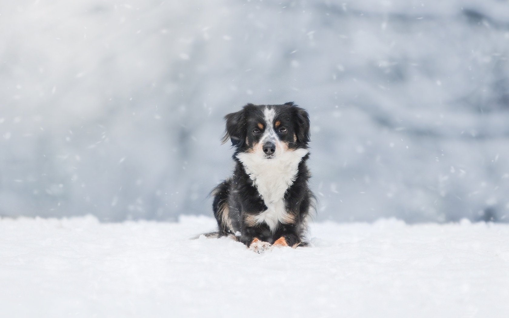 Обои снег, зима, собака, австралийская овчарка, snow, winter, dog, australian shepherd разрешение 1920x1200 Загрузить