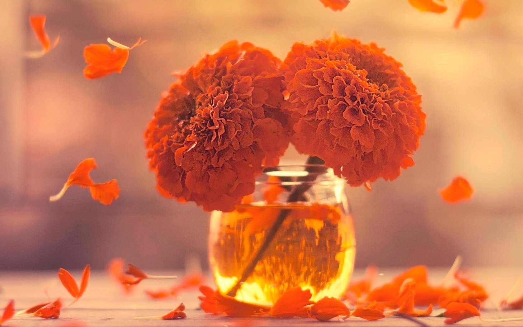 Обои цветы, лепестки, ваза, бархатцы, flowers, petals, vase, marigolds разрешение 1920x1200 Загрузить