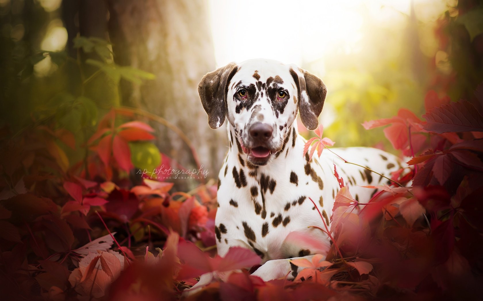 Обои трава, листья, портрет, мордочка, взгляд, осень, собака, далматин, grass, leaves, portrait, muzzle, look, autumn, dog, dalmatian разрешение 2048x1367 Загрузить