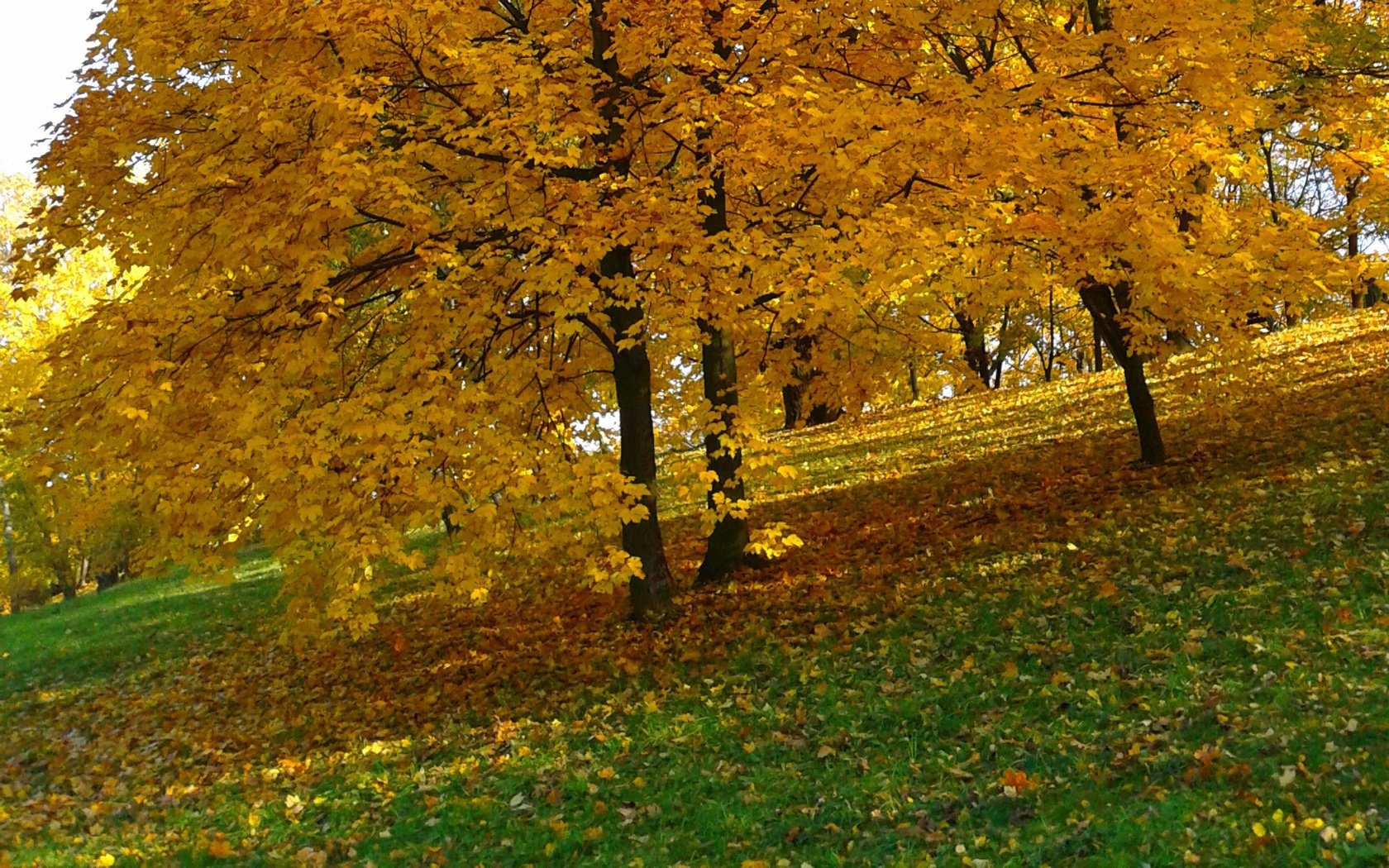 Обои деревья, природа, парк, листва, осень, желтые листья, trees, nature, park, foliage, autumn, yellow leaves разрешение 1920x1200 Загрузить