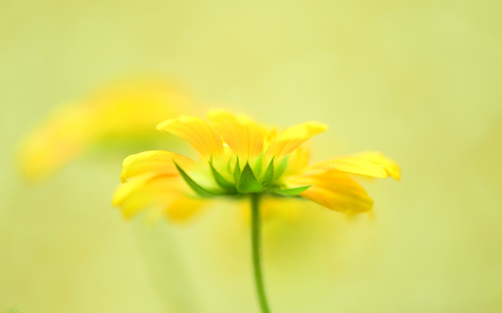 Обои цветы, лепестки, желтые, боке, flowers, petals, yellow, bokeh разрешение 1920x1200 Загрузить