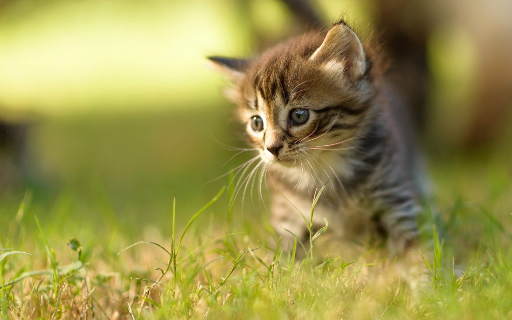 Обои трава, кот, мордочка, усы, кошка, взгляд, котенок, grass, cat, muzzle, mustache, look, kitty разрешение 1920x1200 Загрузить
