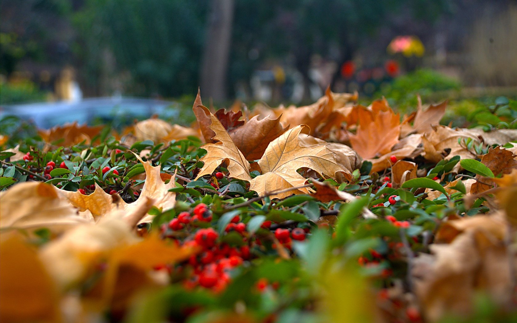 Обои природа, листья, ягода, осень, рябина, nature, leaves, berry, autumn, rowan разрешение 3030x2036 Загрузить