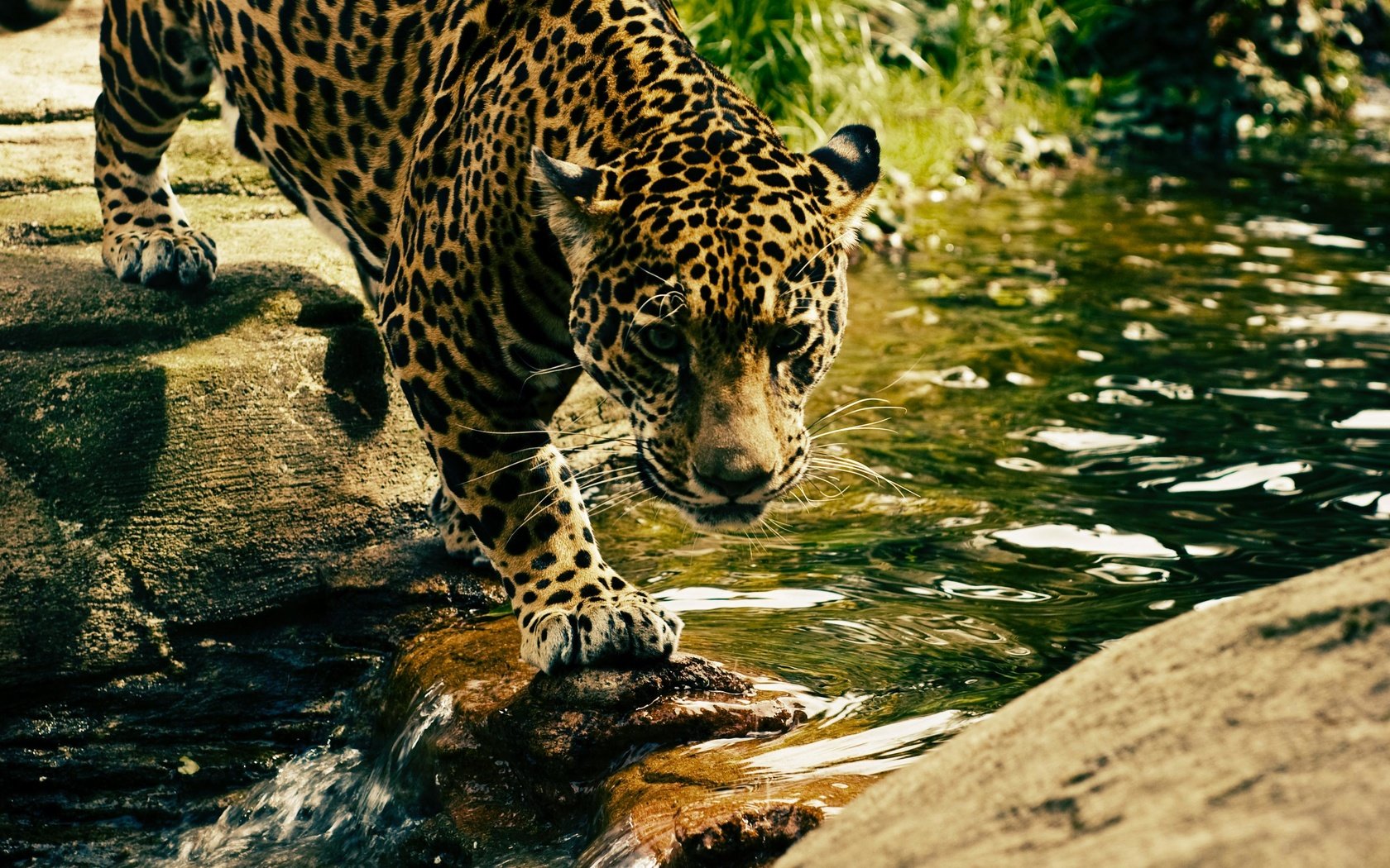 Обои морда, вода, взгляд, леопард, хищник, дикая кошка, face, water, look, leopard, predator, wild cat разрешение 3008x2000 Загрузить