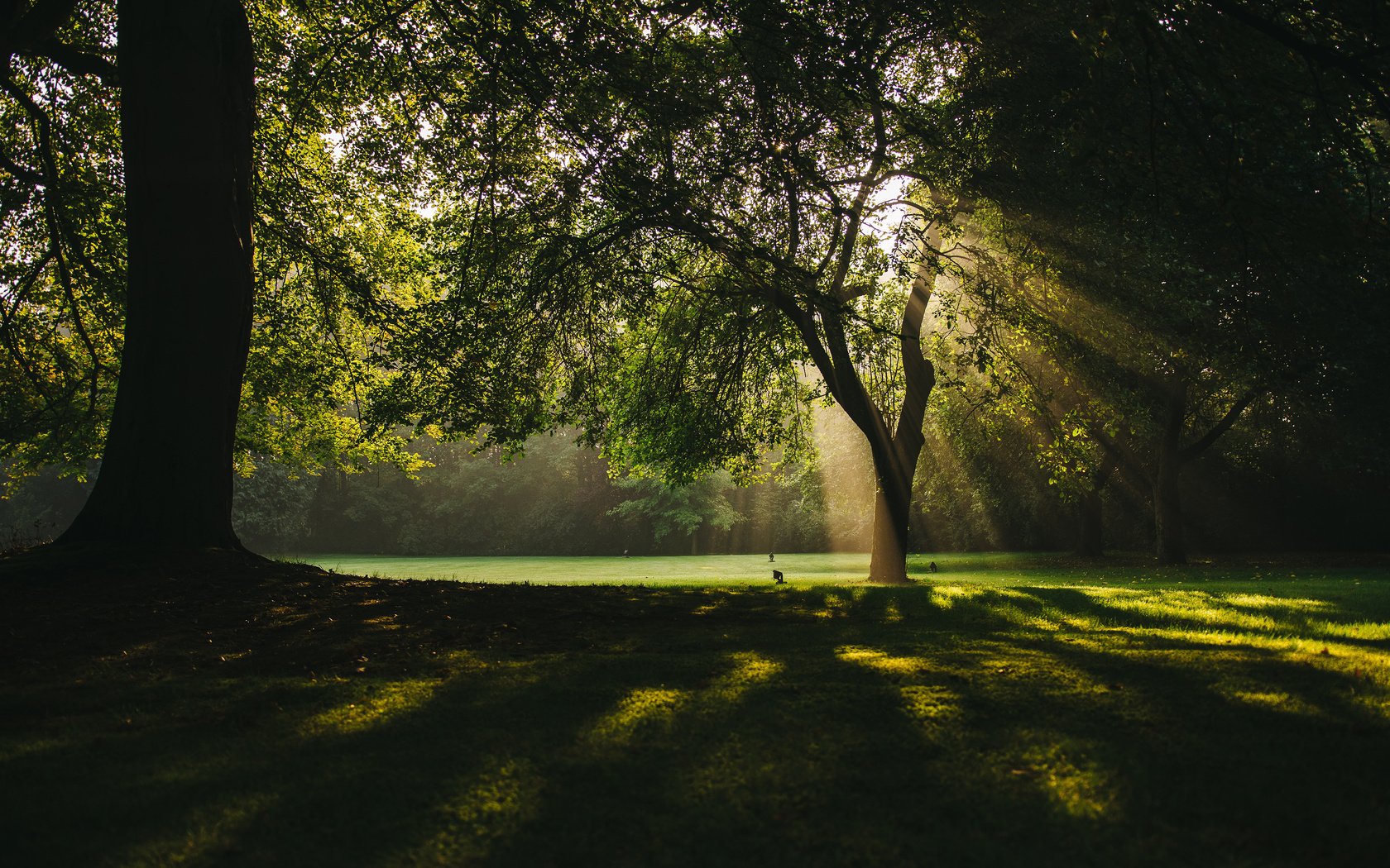 Обои деревья, природа, лучи, парк, ветки, солнечные лучи, trees, nature, rays, park, branches, the sun's rays разрешение 3840x2400 Загрузить