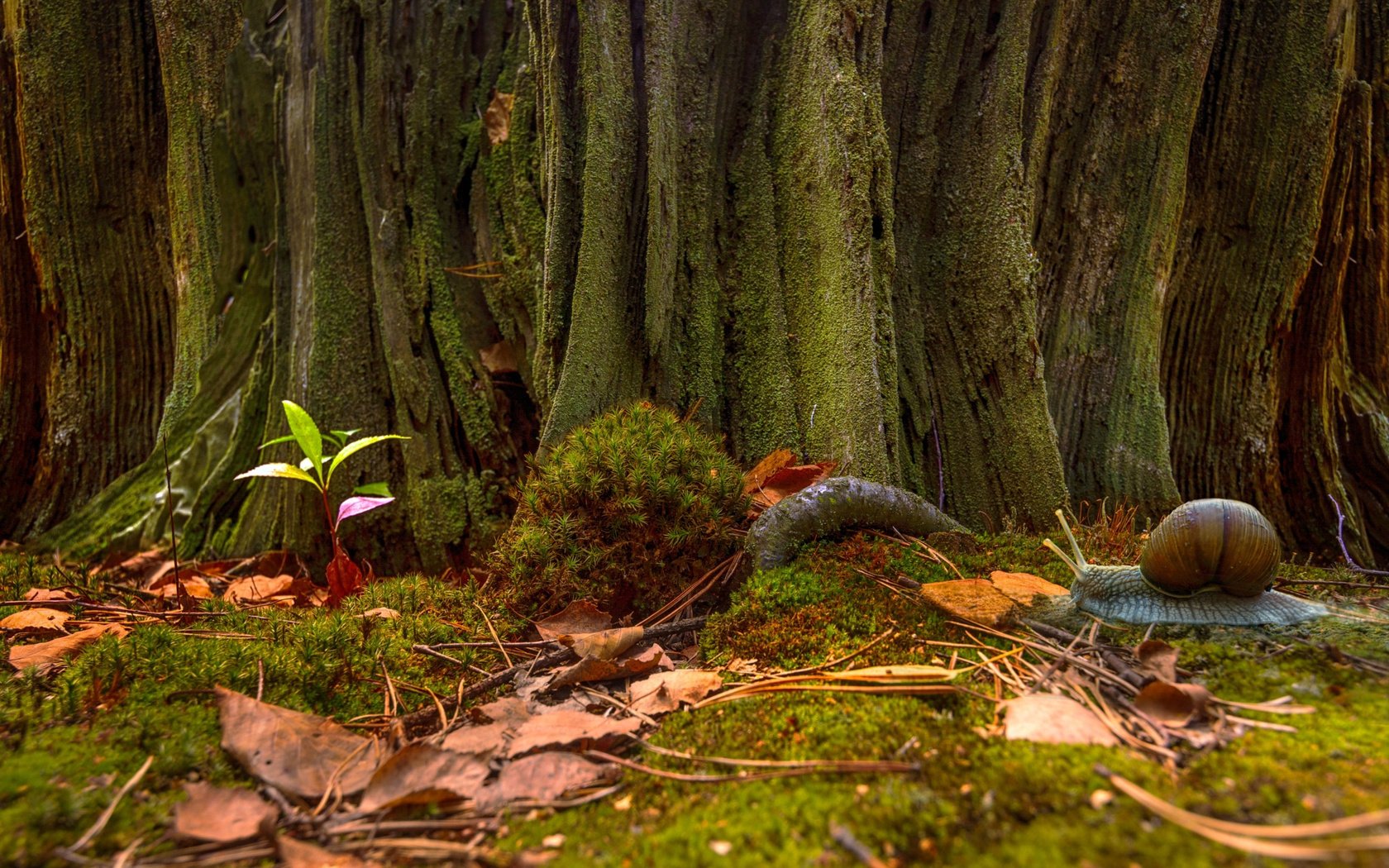 Обои природа, листья, макро, стволы, осень, мох, улитка, mykhailo sherman, nature, leaves, macro, trunks, autumn, moss, snail разрешение 2048x1355 Загрузить