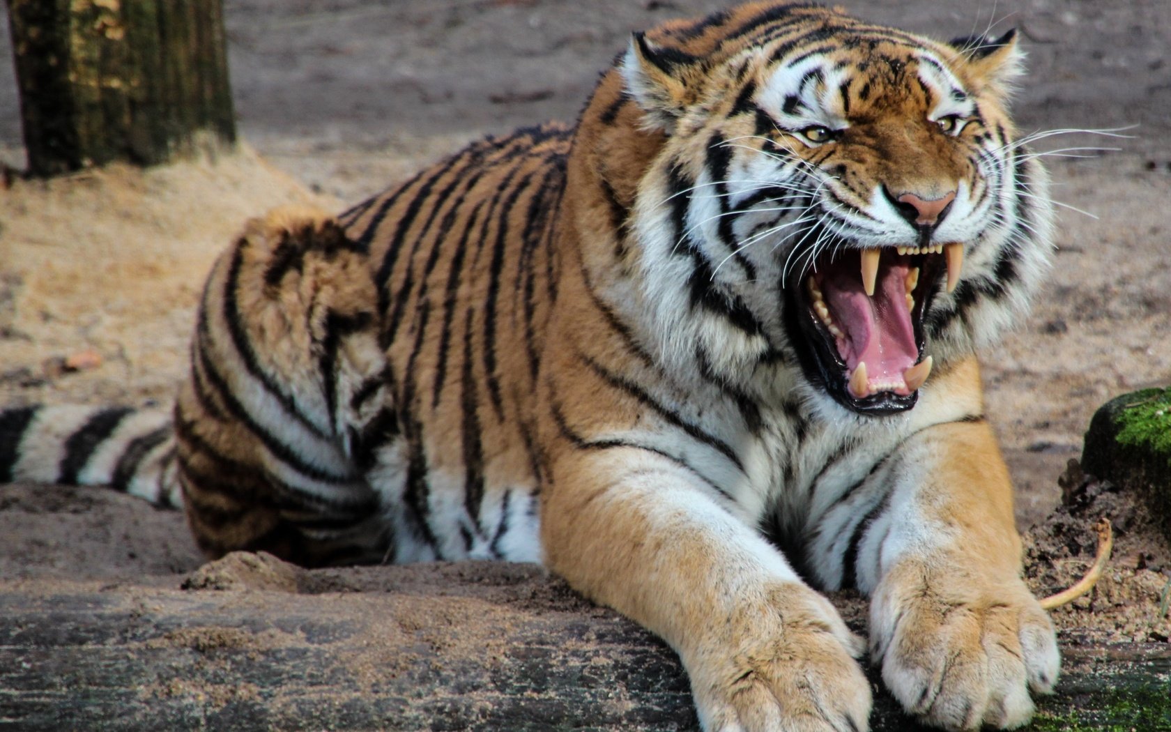 Обои тигр, морда, взгляд, хищник, оскал, дикая кошка, tiger, face, look, predator, grin, wild cat разрешение 3840x2160 Загрузить