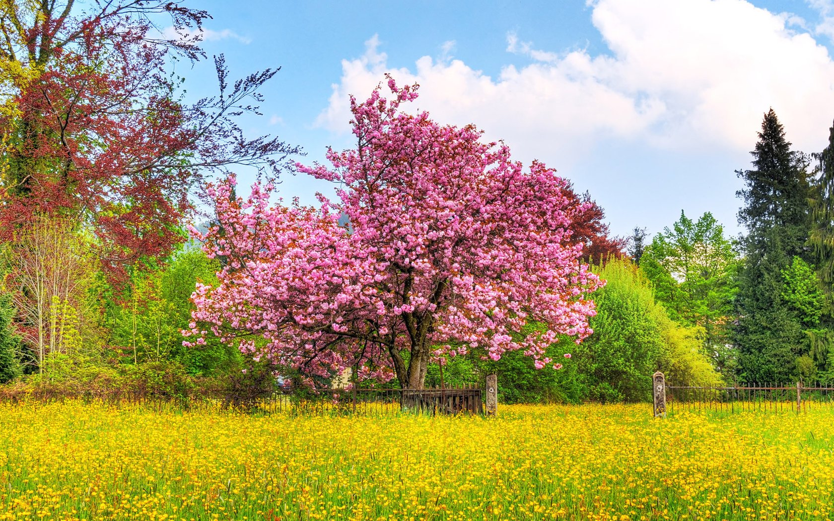 Обои небо, деревья, природа, цветение, поле, весна, вишневое дерево, the sky, trees, nature, flowering, field, spring, cherry tree разрешение 1920x1080 Загрузить