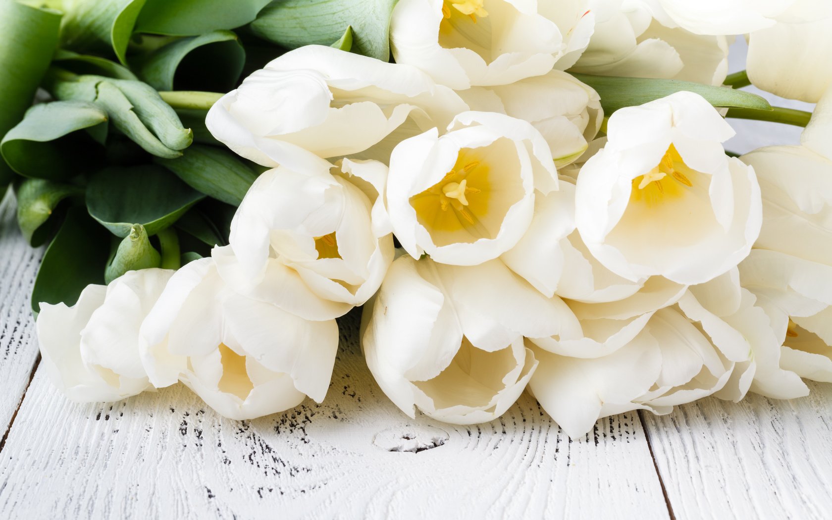Обои букет, тюльпаны, белые, bouquet, tulips, white разрешение 5616x3744 Загрузить