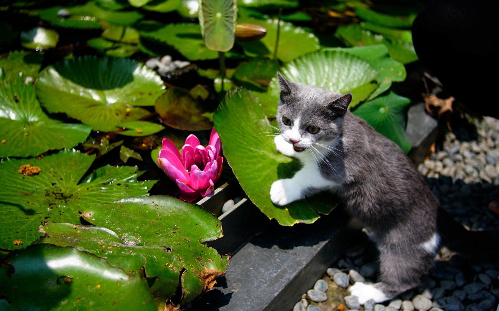 Обои листья, цветок, кошка, сад, водяная лилия, котейка, leaves, flower, cat, garden, water lily разрешение 2112x1188 Загрузить
