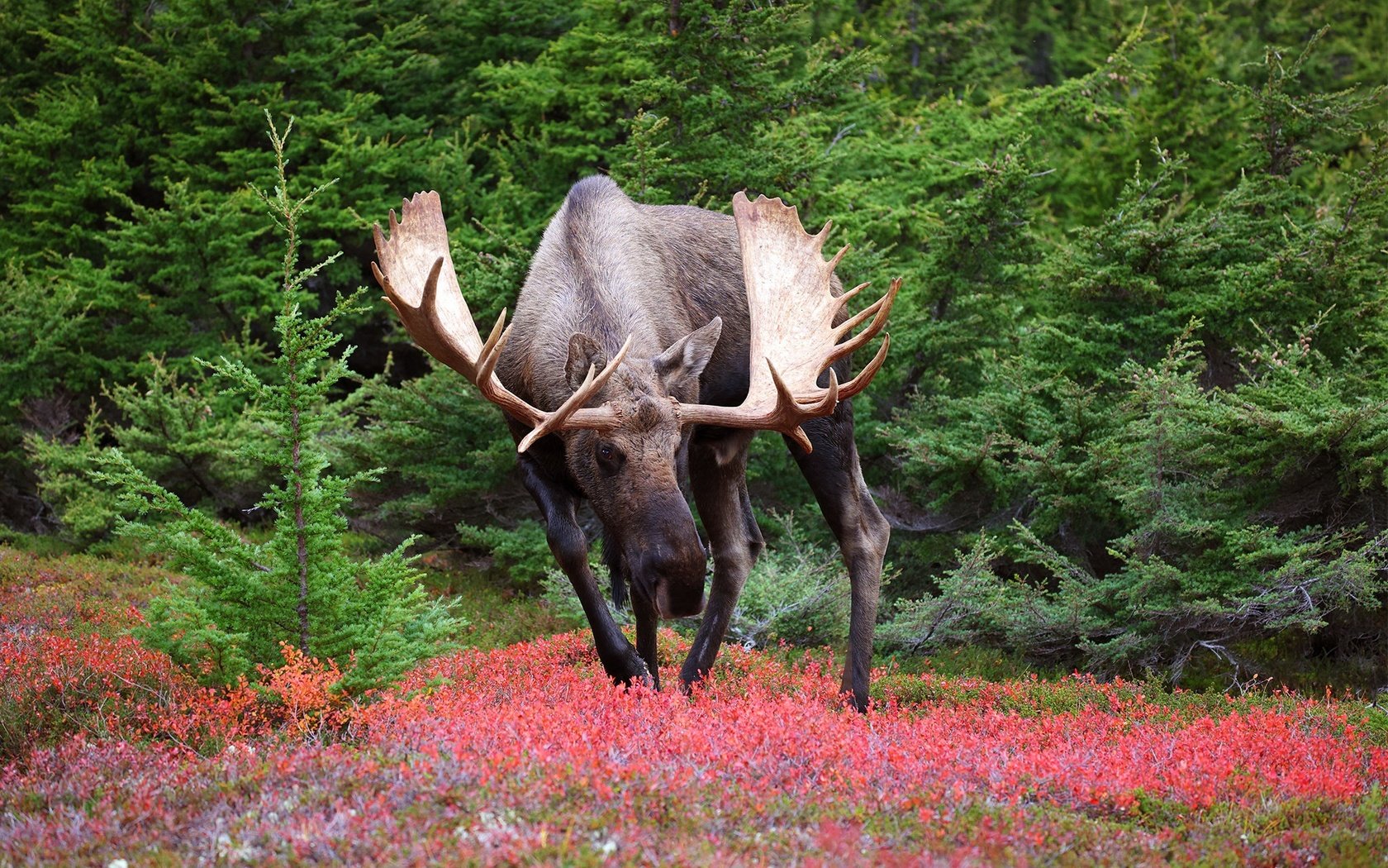 Обои природа, лось, nature, moose разрешение 2048x1300 Загрузить