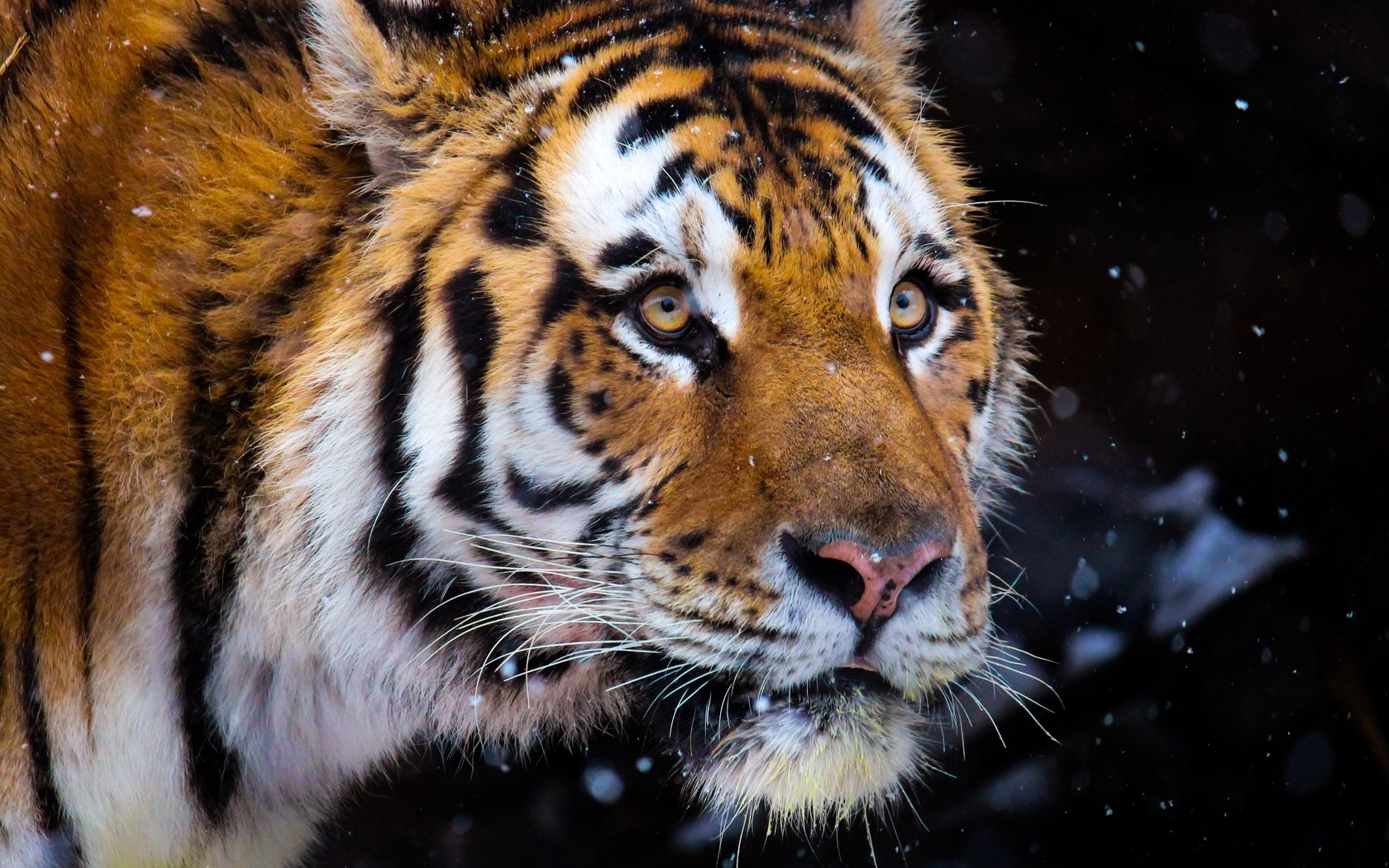 Обои тигр, морда, снег, зима, портрет, взгляд, темный фон, снегопад, tiger, face, snow, winter, portrait, look, the dark background, snowfall разрешение 3840x2560 Загрузить
