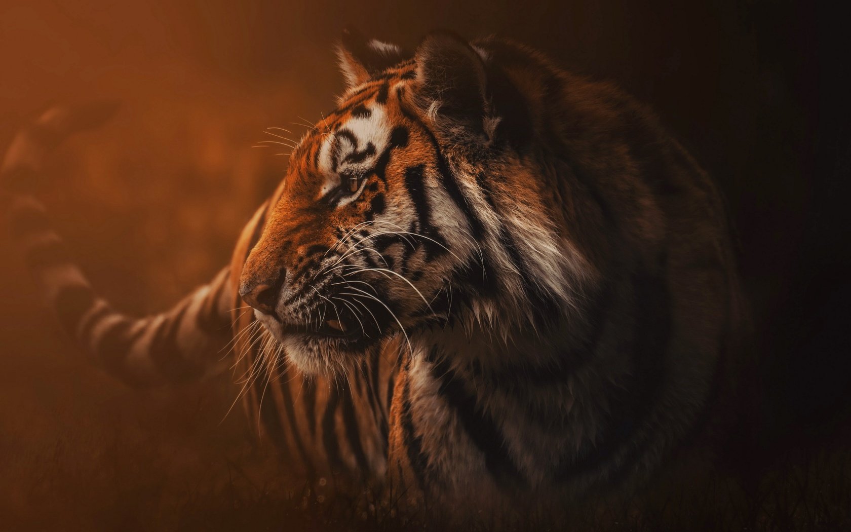Обои тигр, природа, туман, хищник, зверь, дикая кошка, tiger, nature, fog, predator, beast, wild cat разрешение 3840x2160 Загрузить