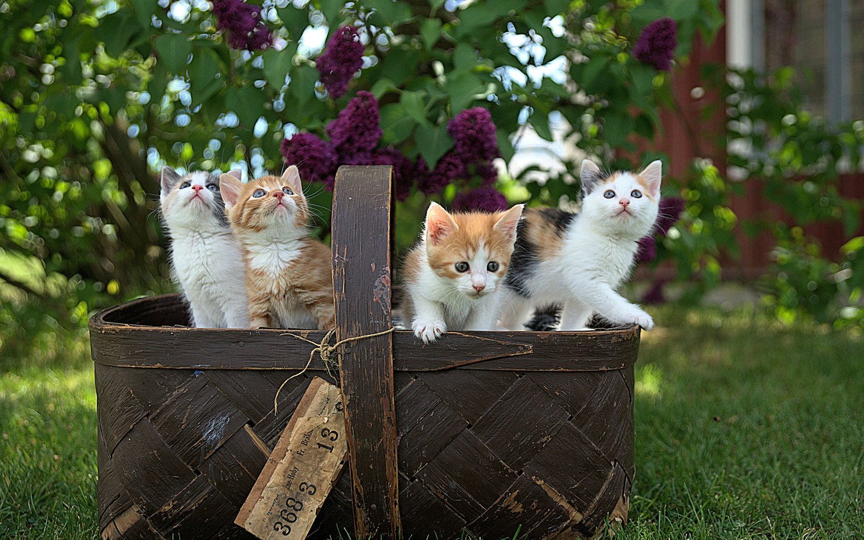 Обои весна, корзина, котята, сирень, spring, basket, kittens, lilac разрешение 2400x1605 Загрузить