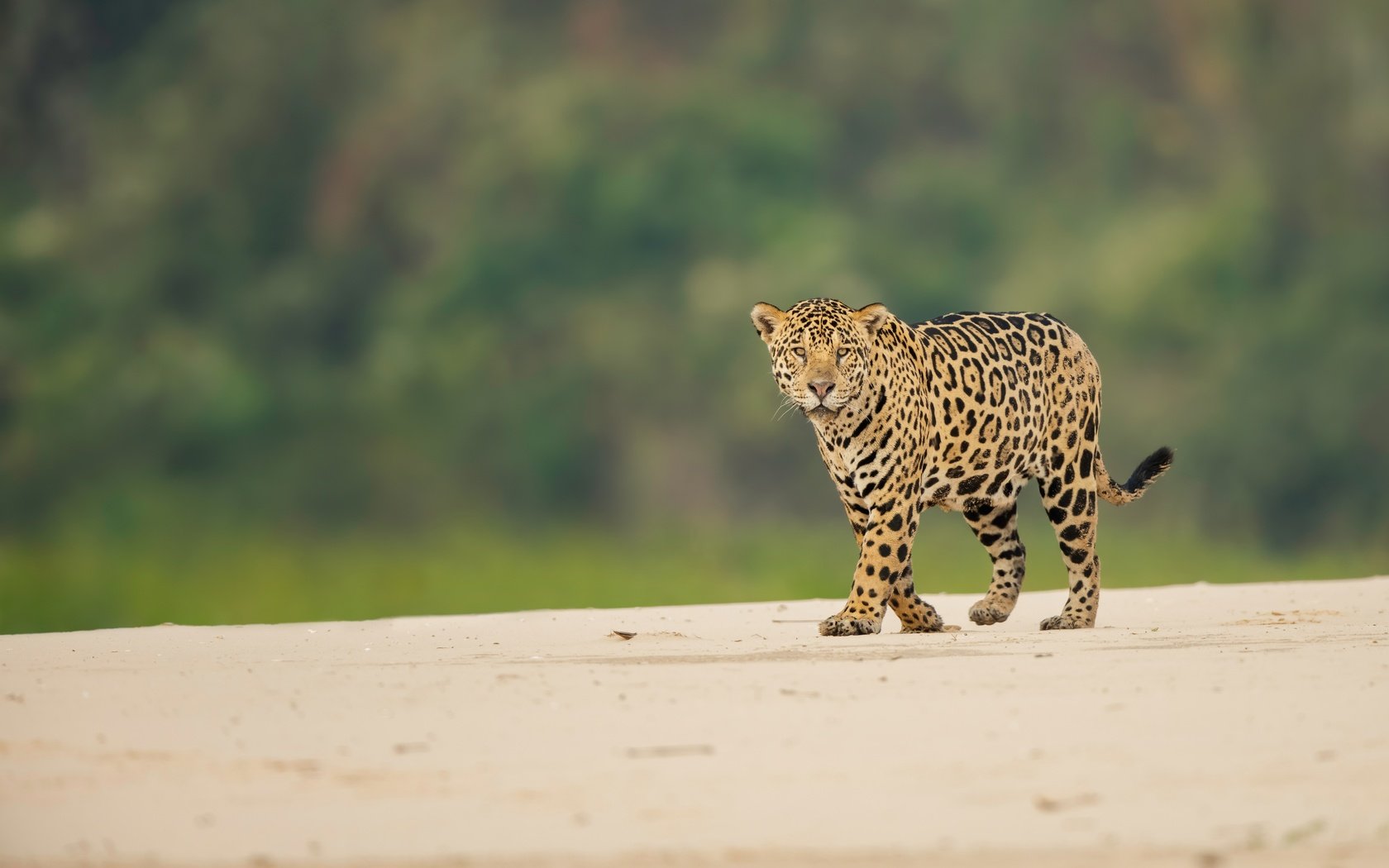 Обои взгляд, ягуар, дикая кошка, боке, look, jaguar, wild cat, bokeh разрешение 7050x4700 Загрузить