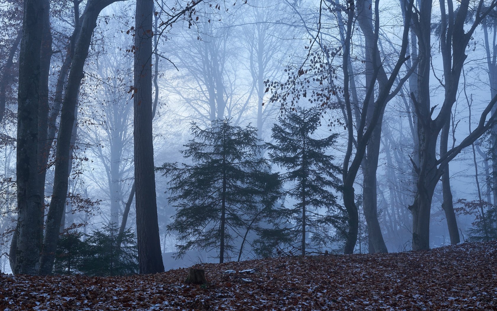 Обои деревья, природа, лес, осень, trees, nature, forest, autumn разрешение 7688x4976 Загрузить