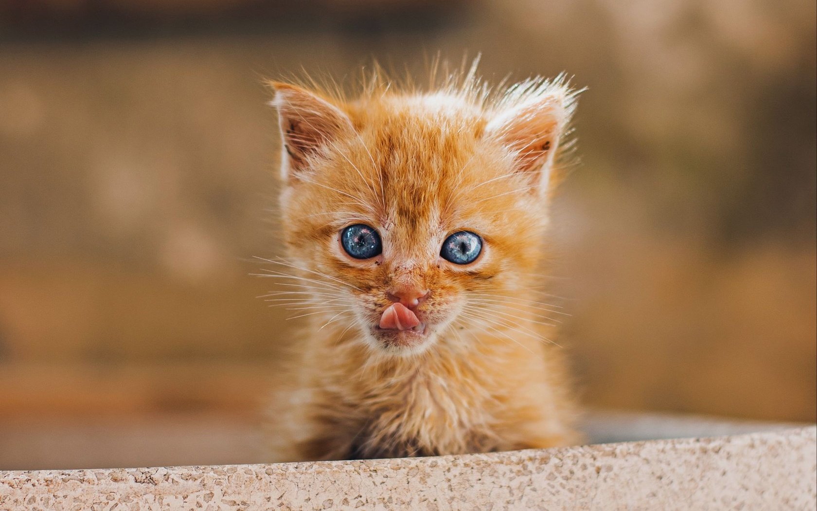 Обои мордочка, рыжий котенок, облизывается, muzzle, ginger kitten, licked разрешение 1920x1200 Загрузить
