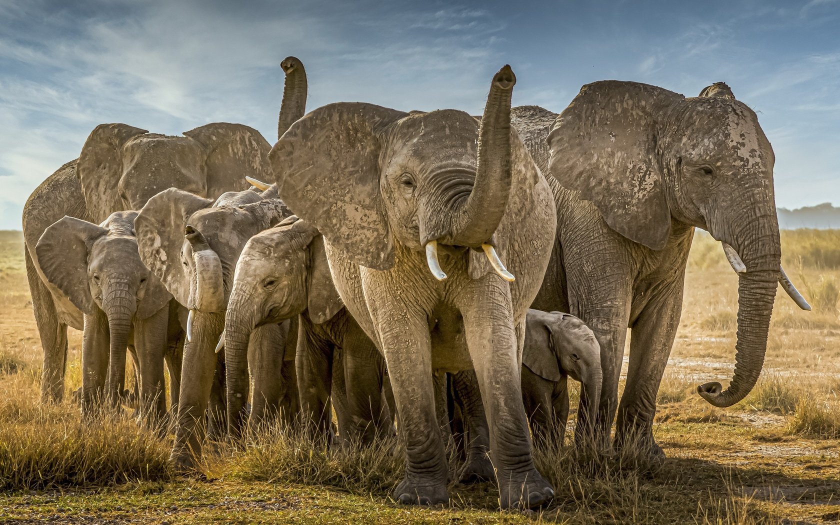 Обои природа, африка, слоны, nature, africa, elephants разрешение 3840x2160 Загрузить