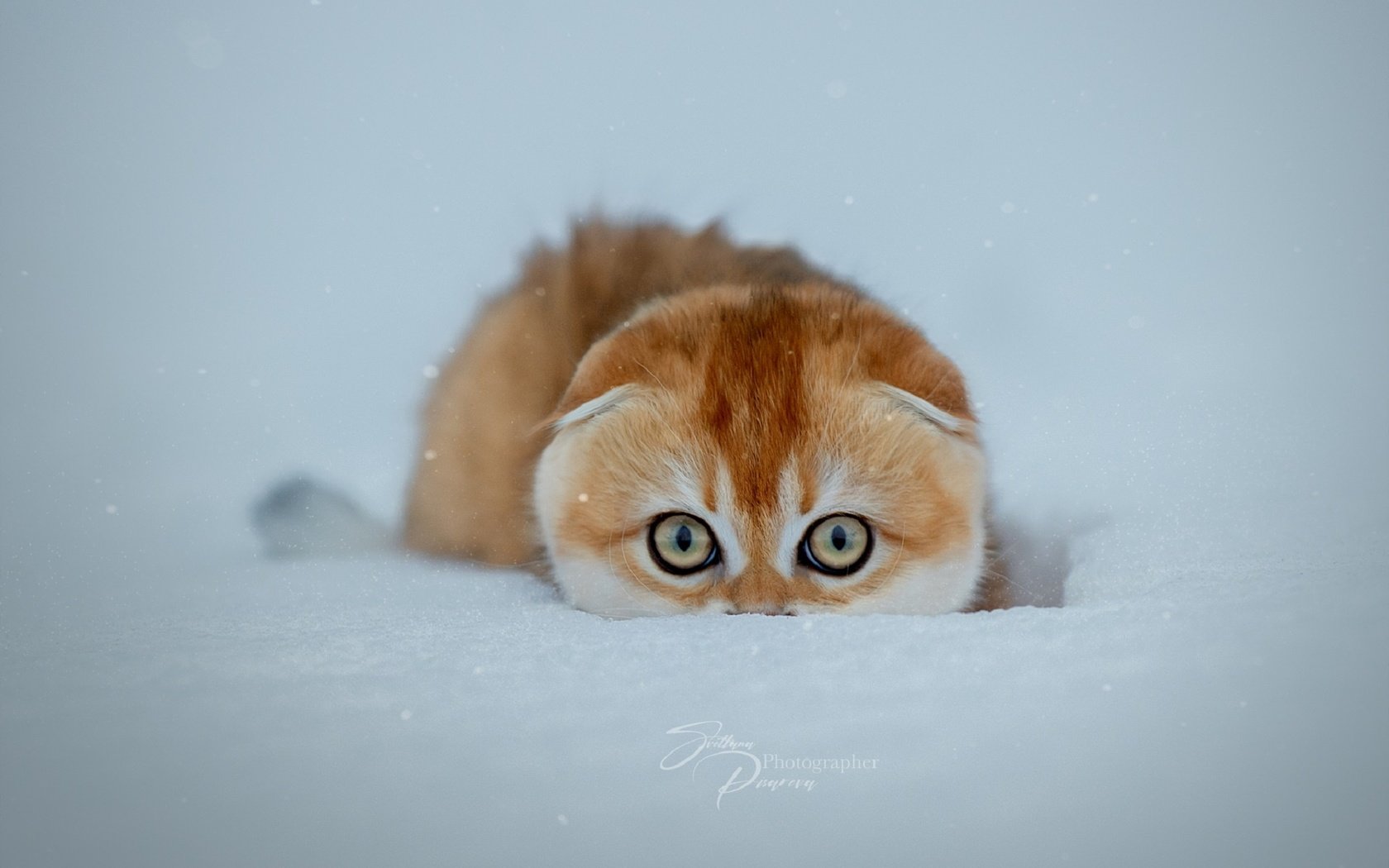 Обои снег, зима, кошка, snow, winter, cat разрешение 1920x1280 Загрузить