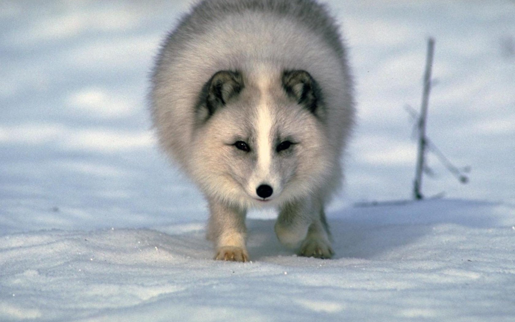 Обои снег, зима, песец, полярная лисица, арктическая лиса, snow, winter, fox, polar fox, arctic fox разрешение 1920x1440 Загрузить