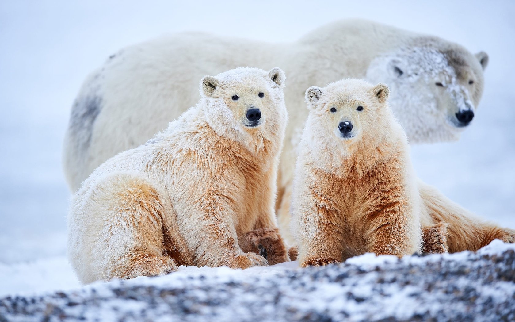 Обои снег, медвежата, зима, взгляд, мама, малыши, белый медведь, медвежонок, белые медведи, snow, bears, winter, look, mom, kids, polar bear, bear, polar bears разрешение 2000x1331 Загрузить