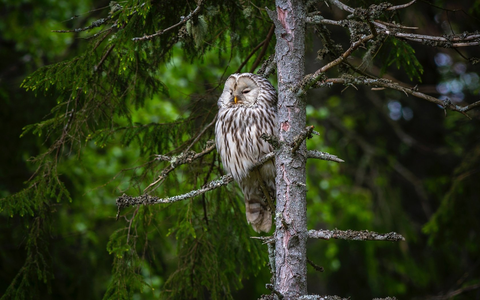 Обои сова, лес, ветки, птица, ель, неясыть, длиннохвостая неясыть, owl, forest, branches, bird, spruce, the ural owl разрешение 3840x2504 Загрузить