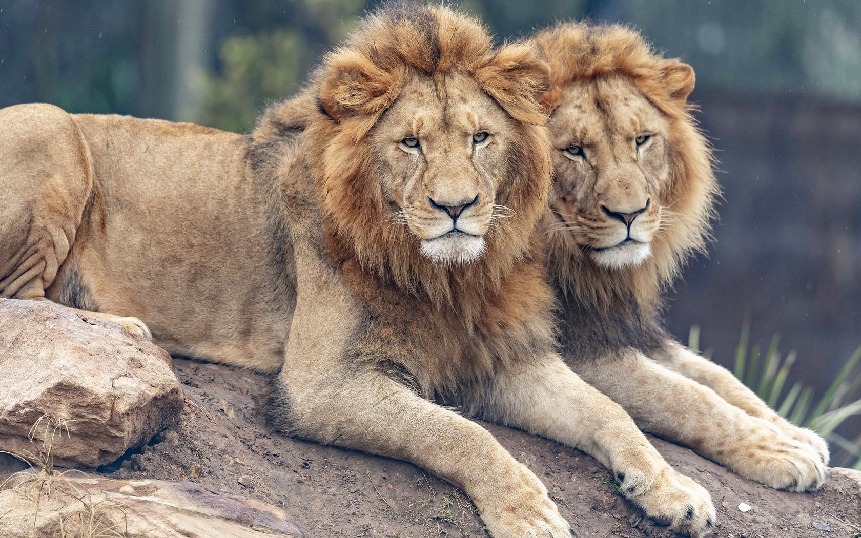Обои взгляд, пара, львы, лев, два, лежат, морды, look, pair, lions, leo, two, lie, muzzle разрешение 2880x2039 Загрузить