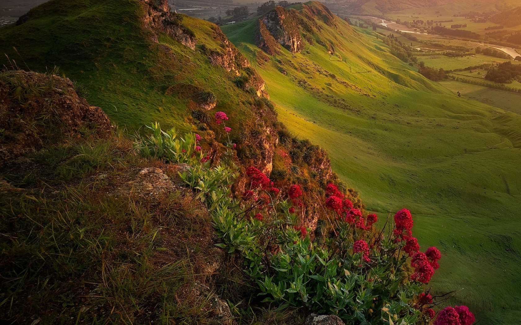 Обои цветы, горы, природа, пейзаж, новая зеландия, flowers, mountains, nature, landscape, new zealand разрешение 2048x2048 Загрузить
